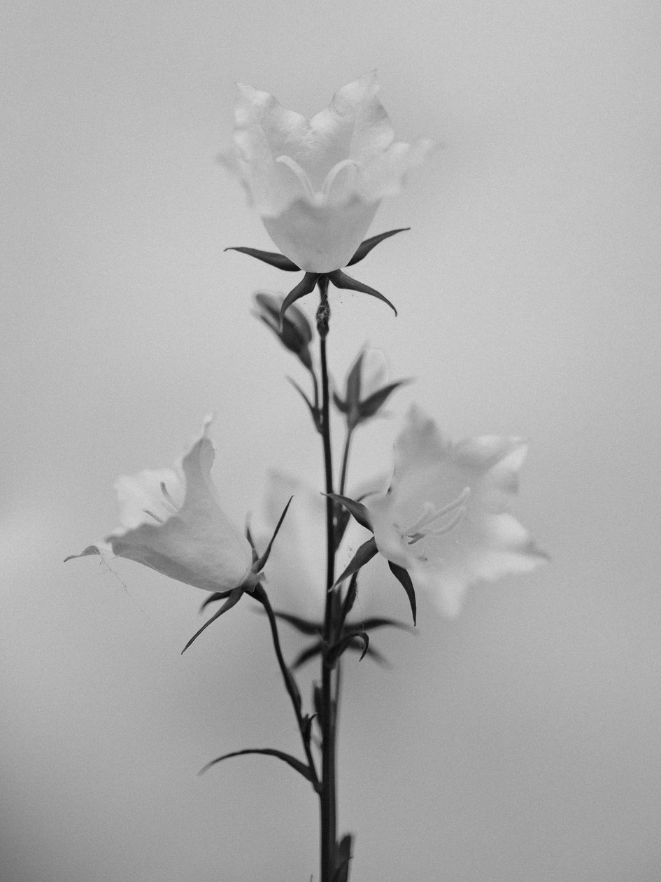 Te midden van de Bloemen 43 door Teis Albers