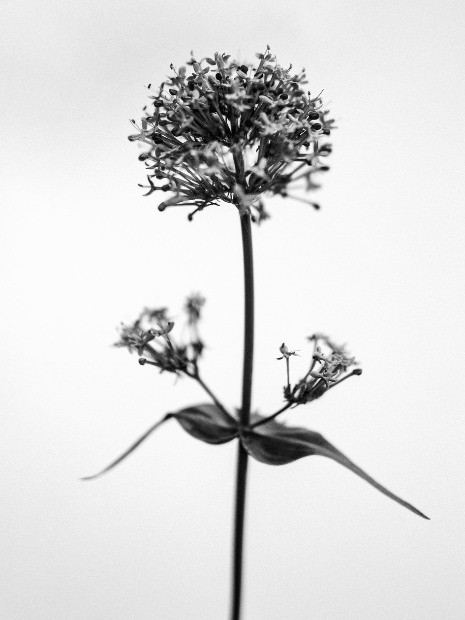 Te midden van de bloemen 53 door Teis Albers