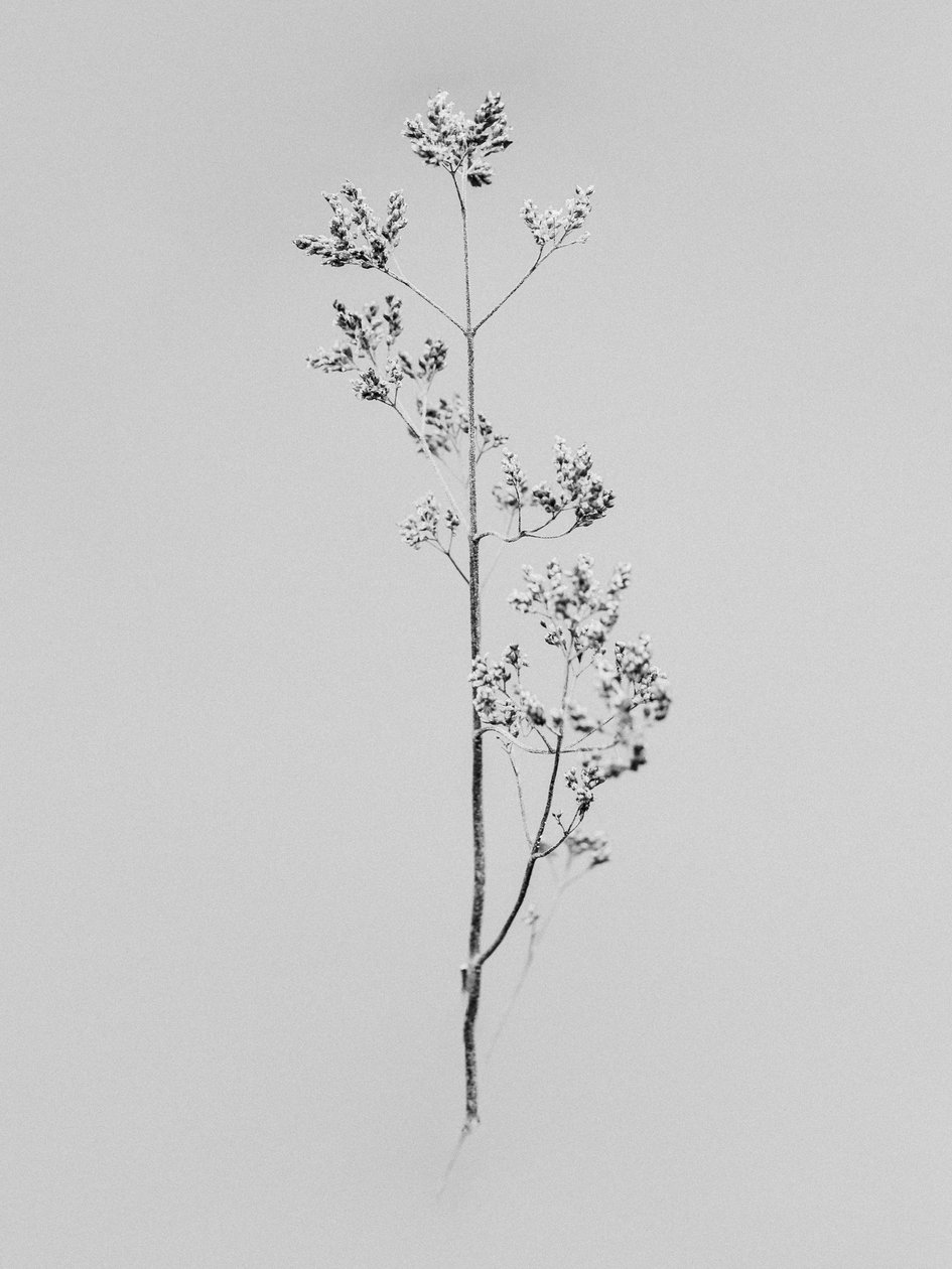 Te midden van de bloemen 76 door Teis Albers