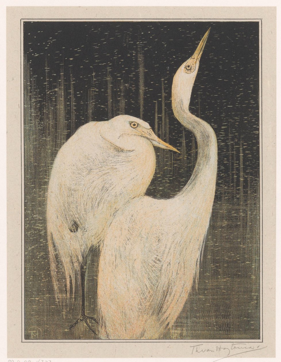 Twee zilverreigers door Theo van Hoytema (signed by artist)