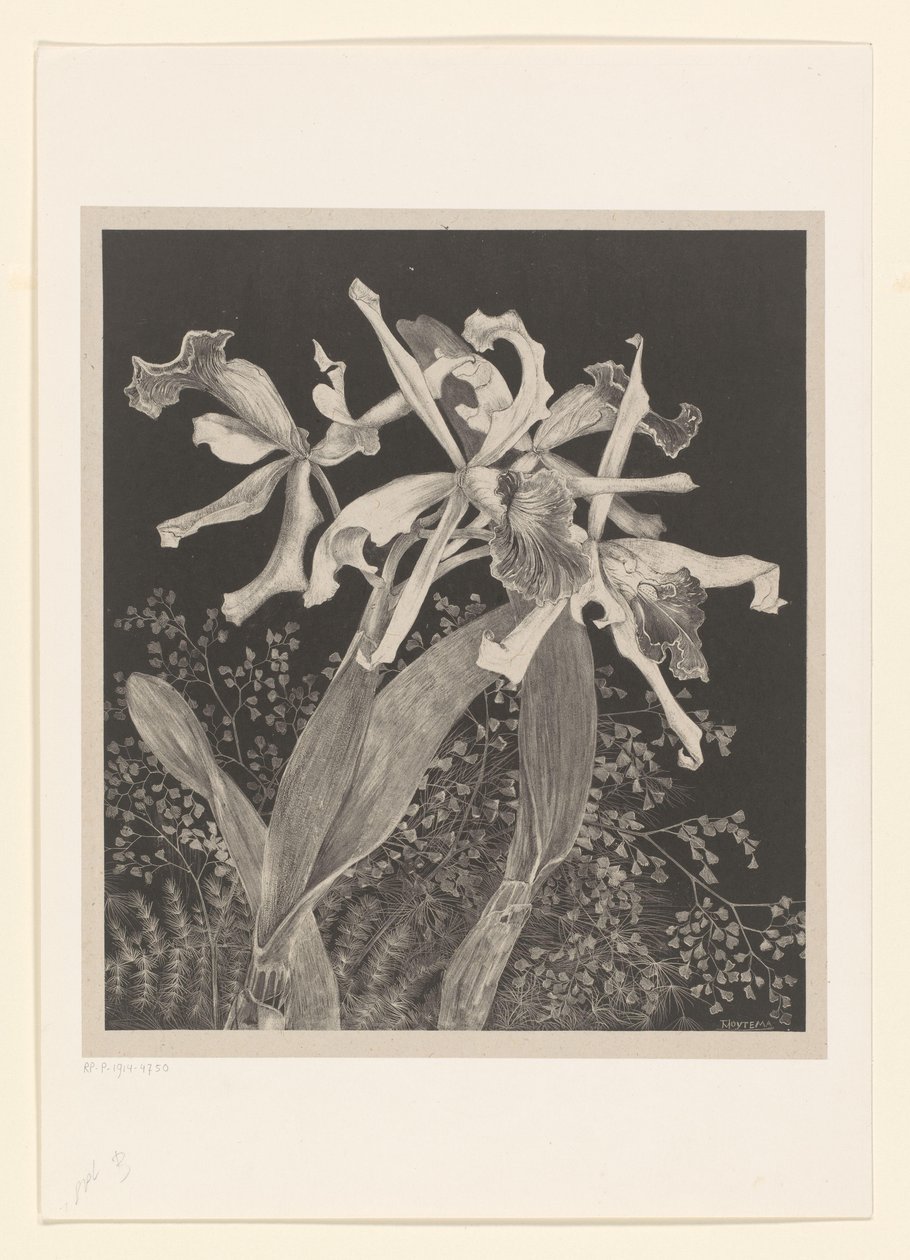Orchideeën door Theo van Hoytema