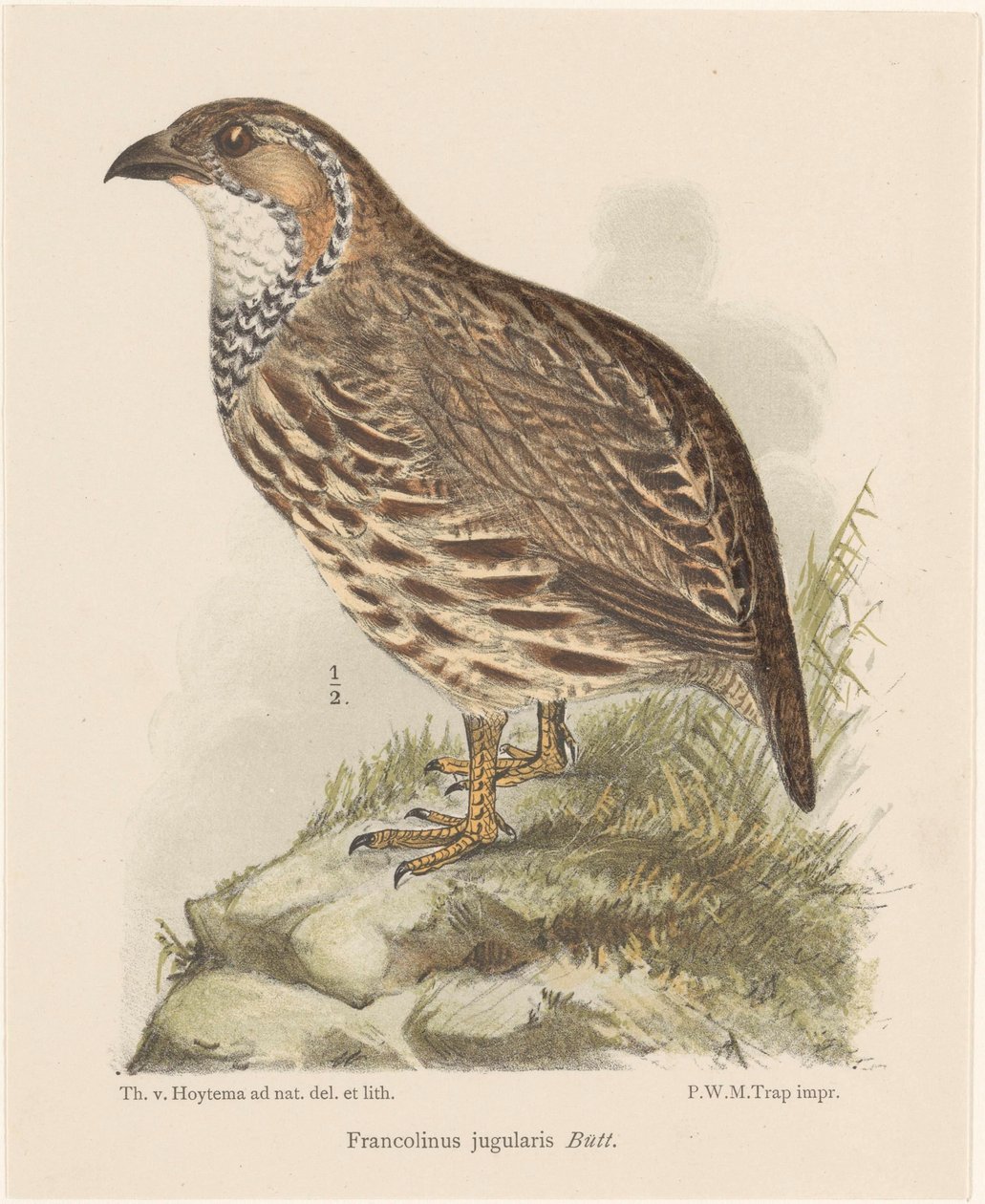 Patrijs (francolinus jugularis) door Theo van Hoytema