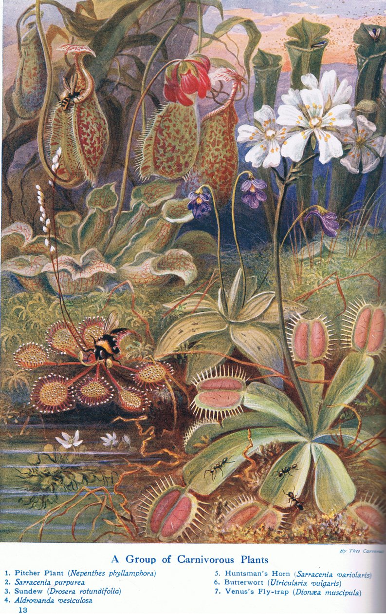 Vleesetende Planten, illustratie uit 