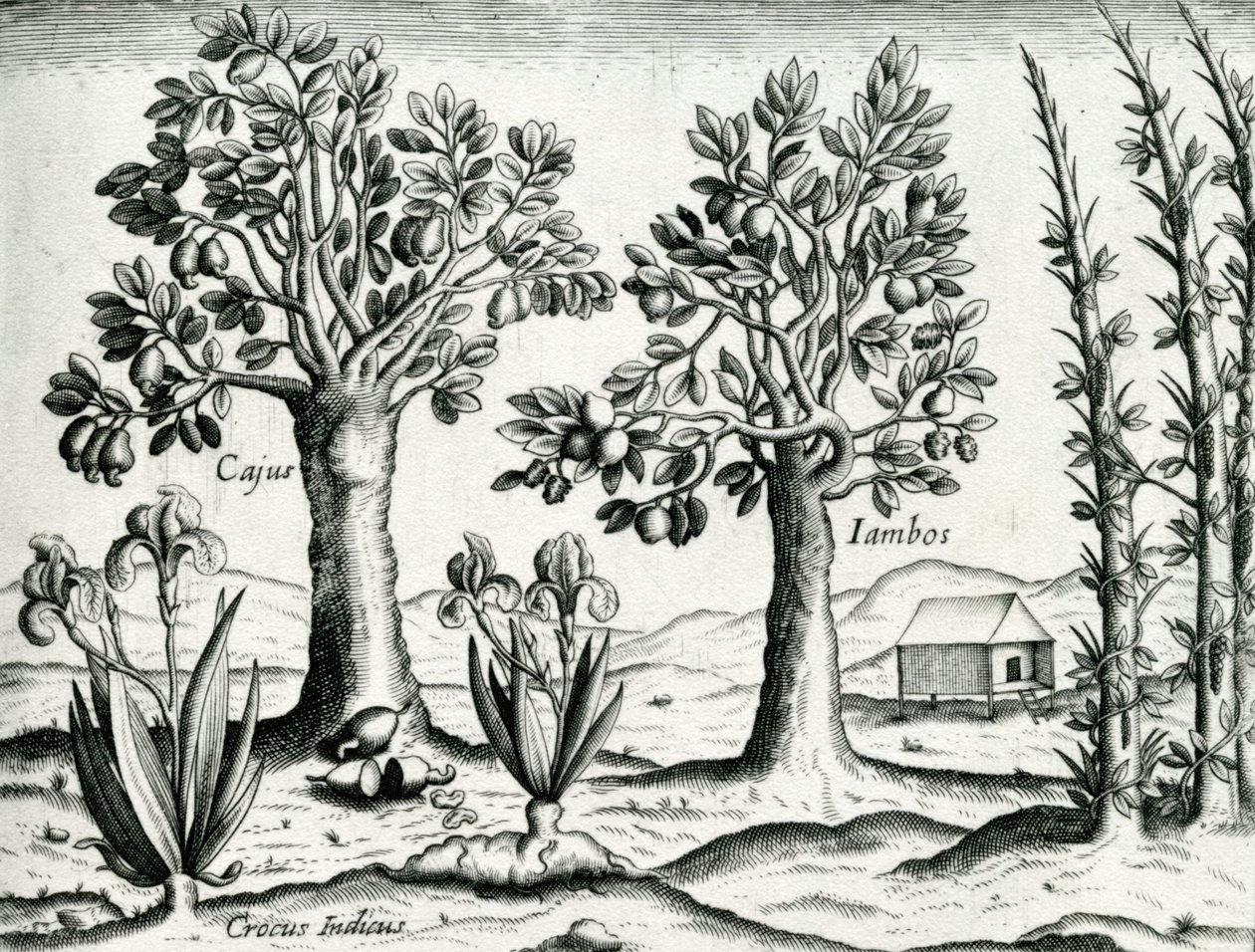 Landschap, Illustratie uit 