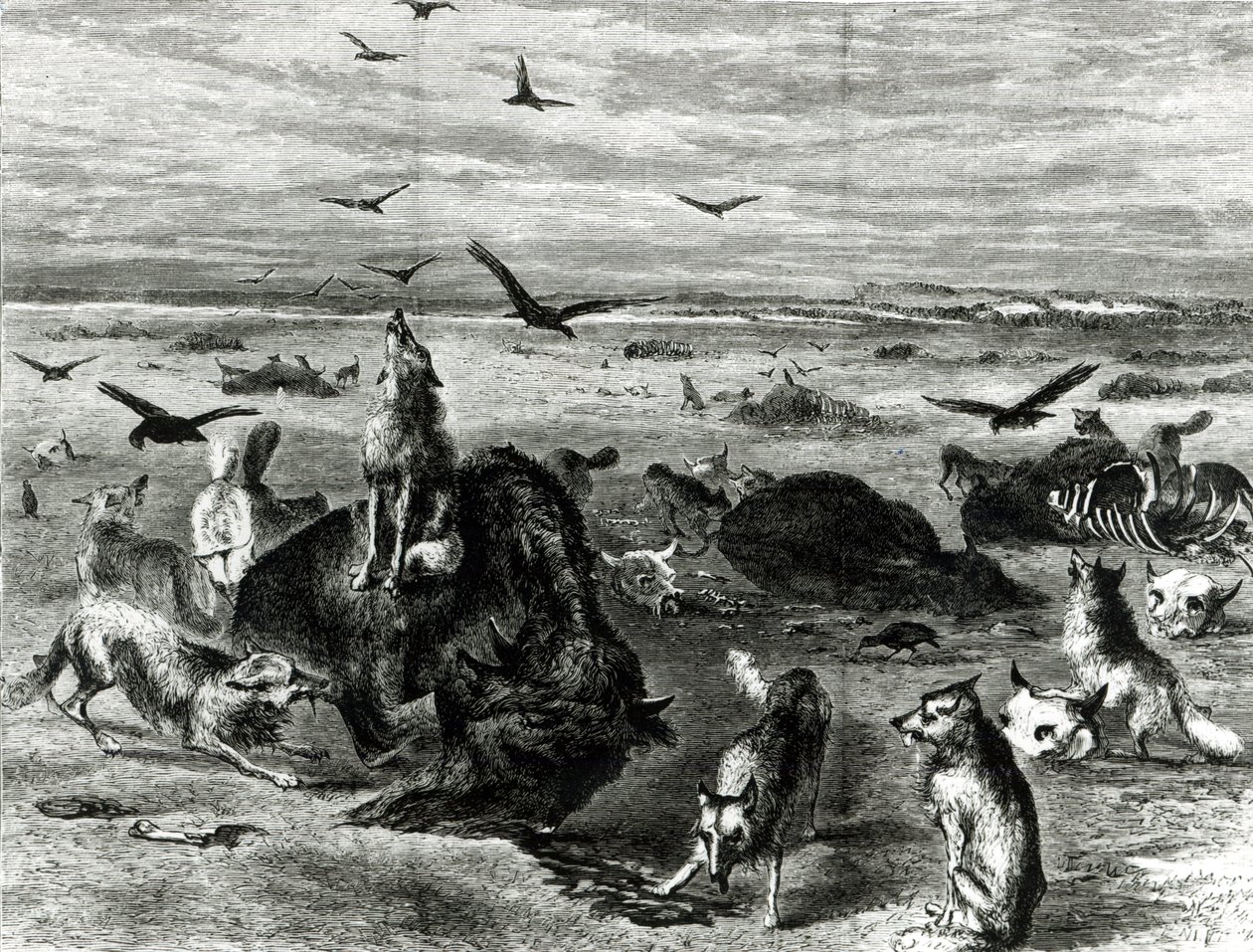 Slachting van buffels op de vlaktes, uit Harpers Weekly 1872 door Theodore Russell Davis