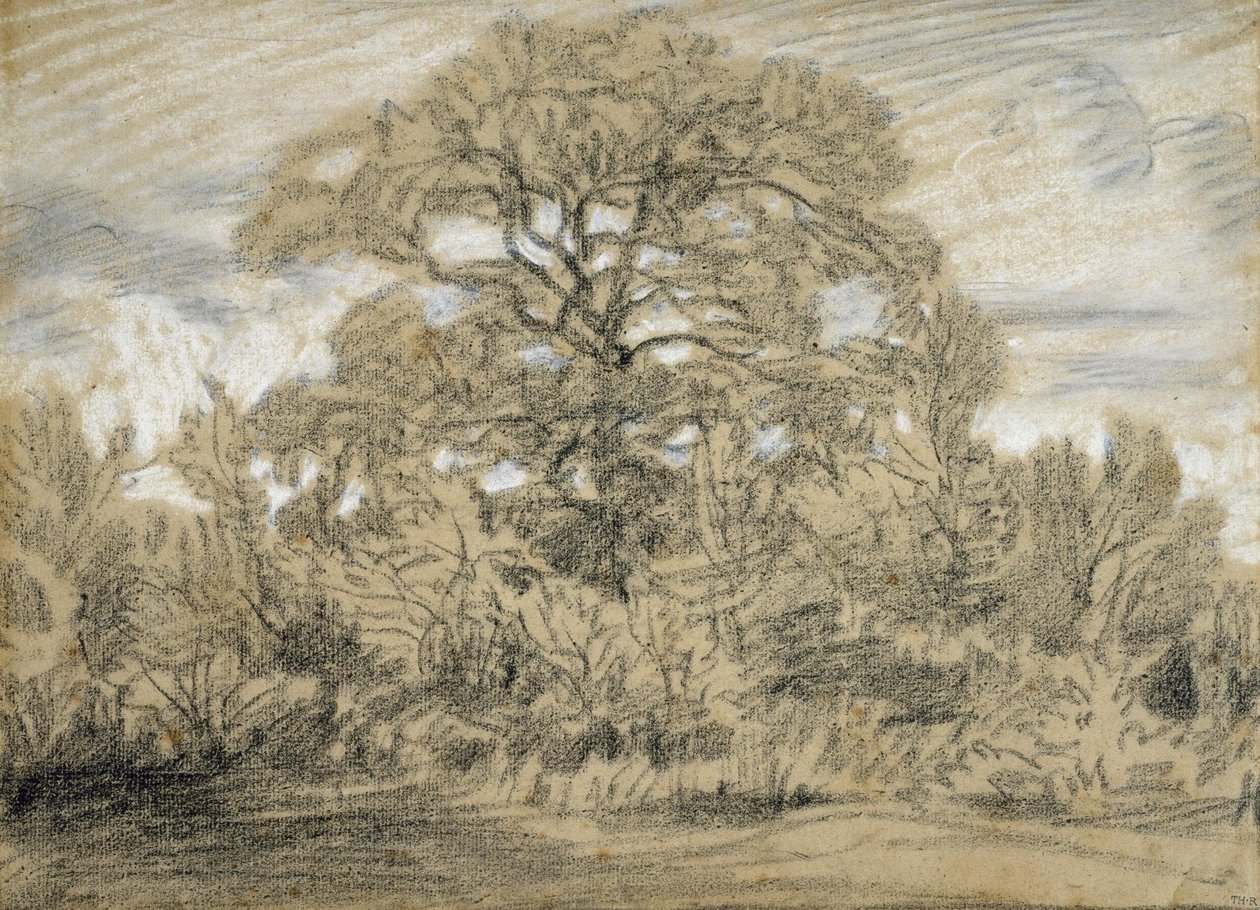 Studie van een Eik door Pierre Etienne Theodore Rousseau