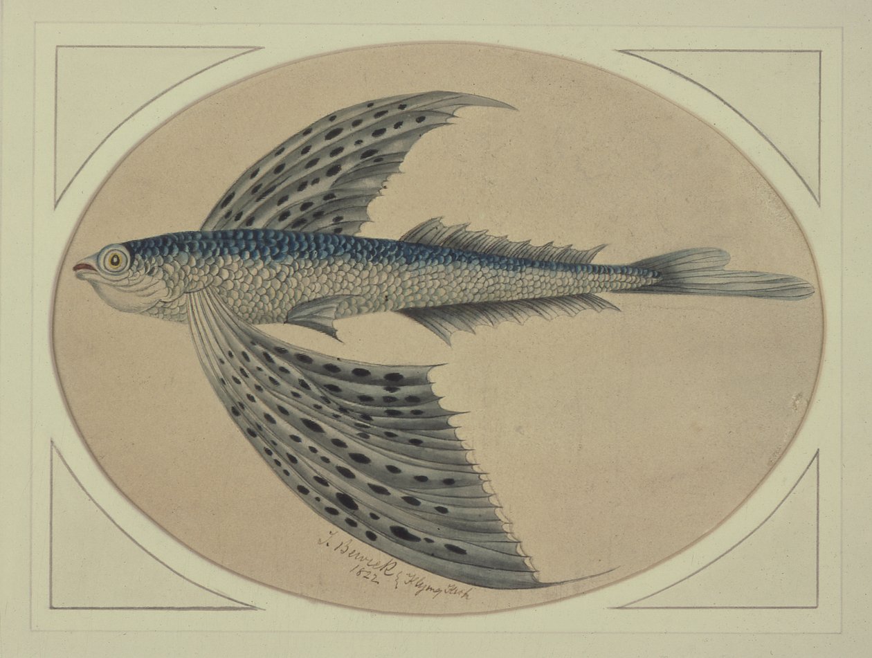 Een vliegende vis door Thomas Bewick