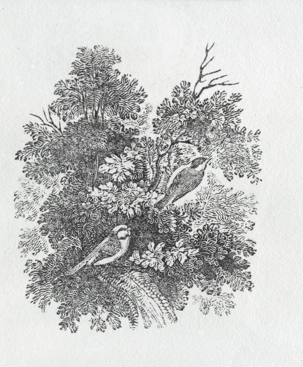 Staartmees uit Geschiedenis van Britse Vogels en Zoogdieren door Thomas Bewick