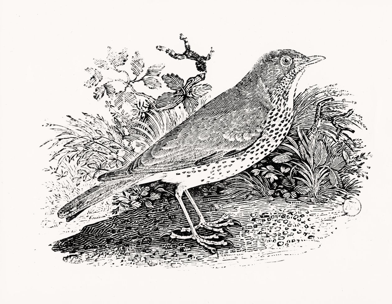 De Lijster uit Geschiedenis van Britse Vogels en Zoogdieren door Thomas Bewick