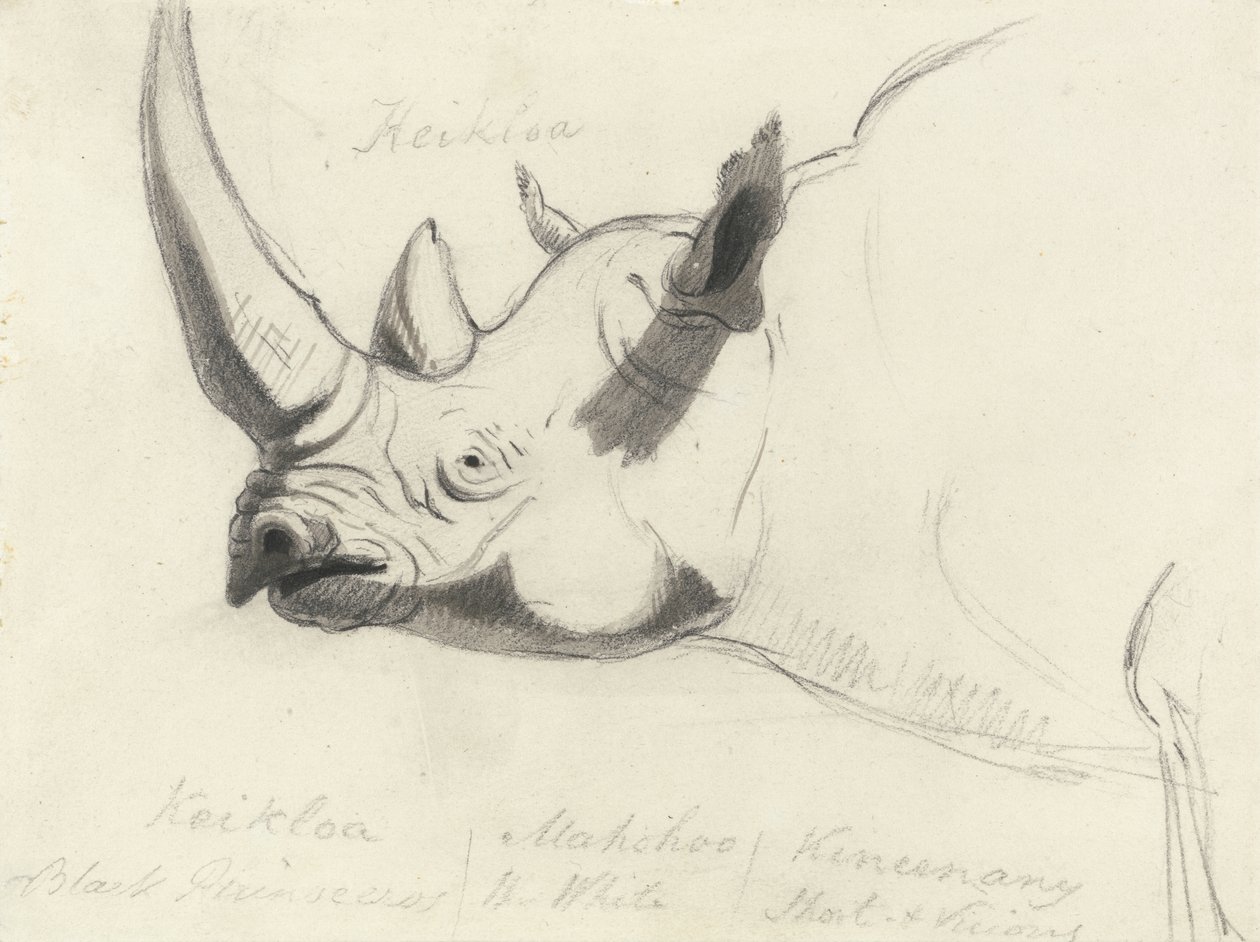 Een neushoorn, hoofd en schouders, naar links gericht door Thomas Daniell
