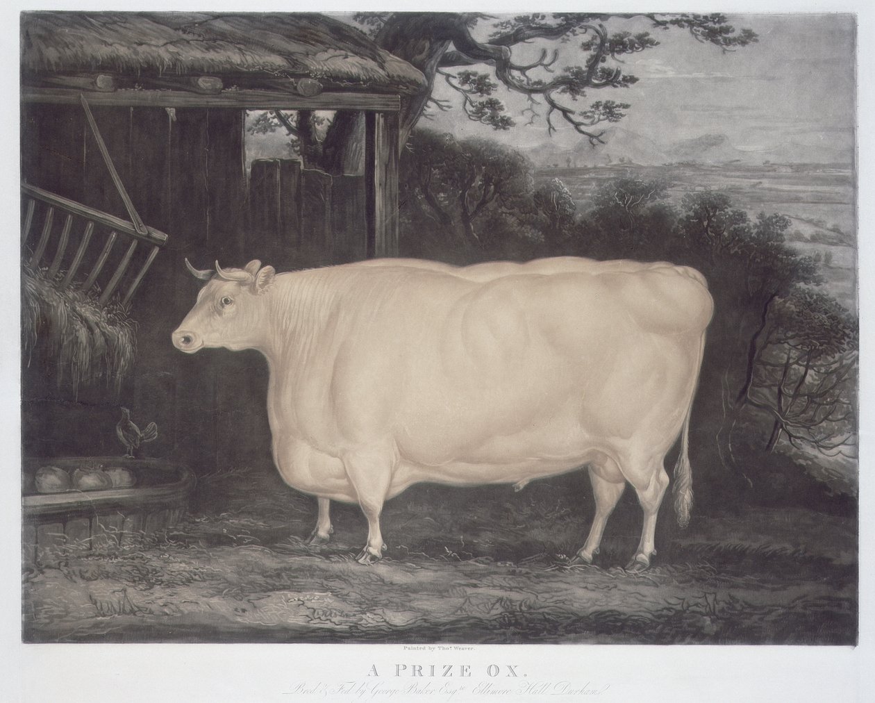 Een prijsos, gegraveerd door John Thompson, Smeaton, Yorks, 1831 door Thomas Weaver