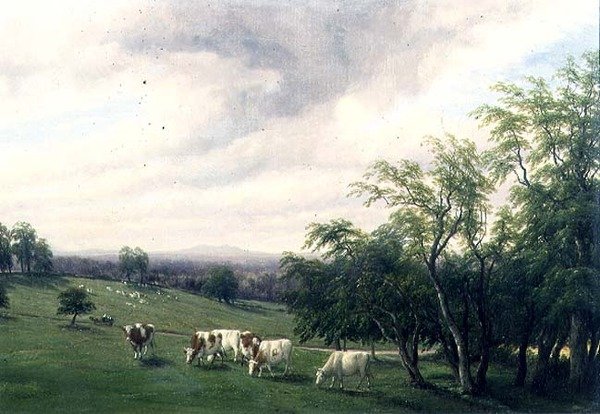 Runderen Grazend in Parkland door Thomas Baker