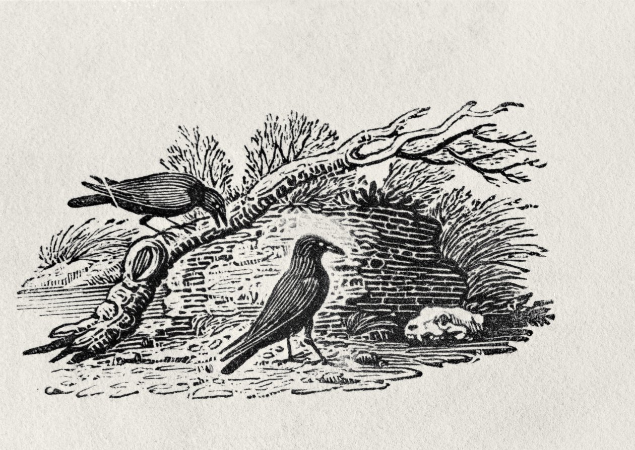 Kraaien (Corvus corone corone) uit 