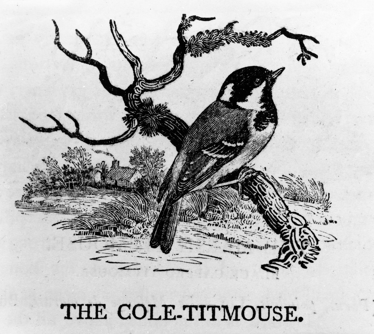 De Koolmees, illustratie uit 