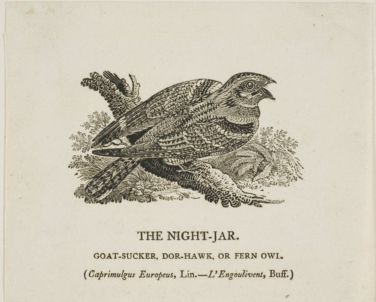 De nachtkruik door Thomas Bewick