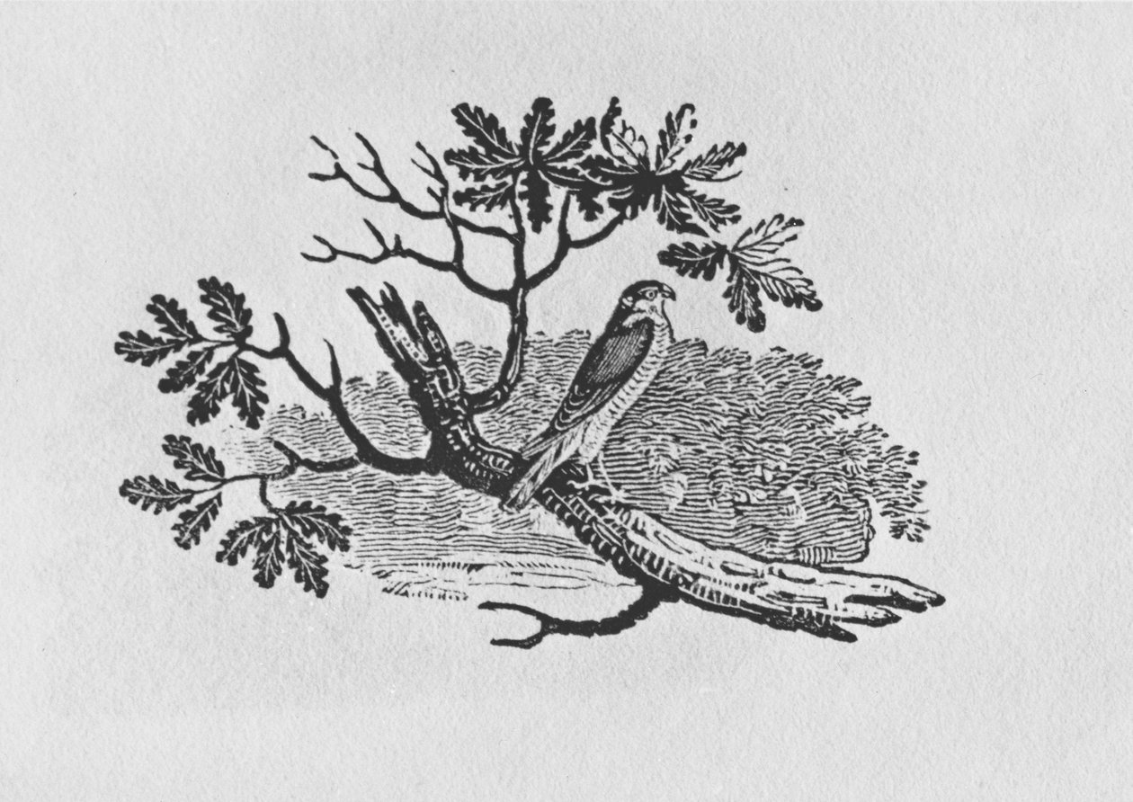 De Sperwer (Accipiter nisus) uit de 
