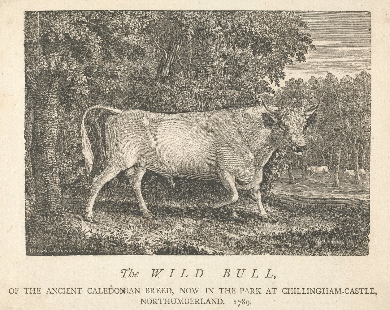De Wilde Stier, van het Oude Caledonische Ras, Nu in het Park, bij Chillingham-Castle, Northumberland door Thomas Bewick