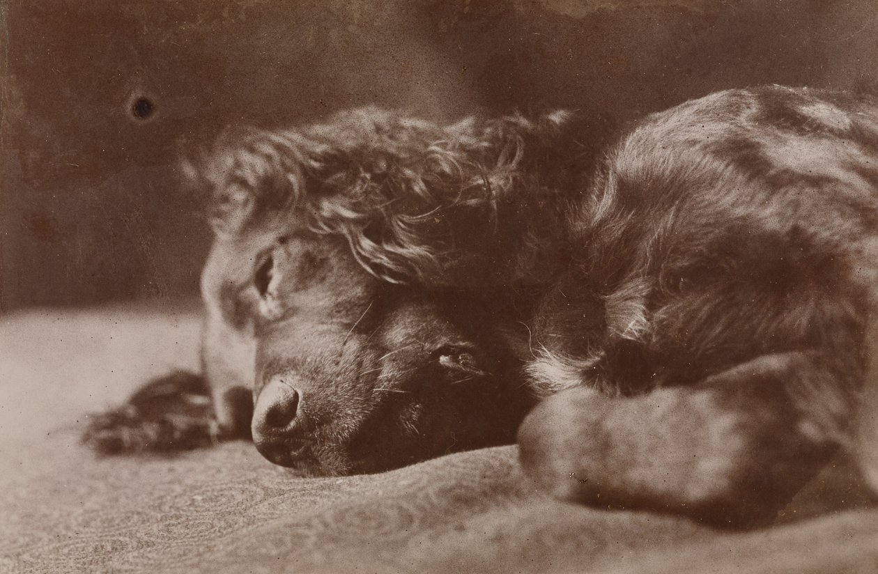 Boyce, portret van een setterhond door Thomas Eakins