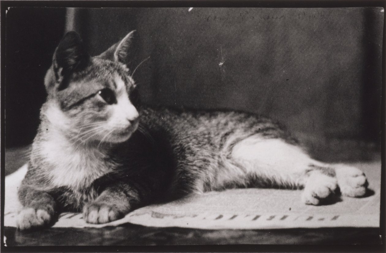 De kat van mevrouw Thomas Eakins door Thomas Eakins