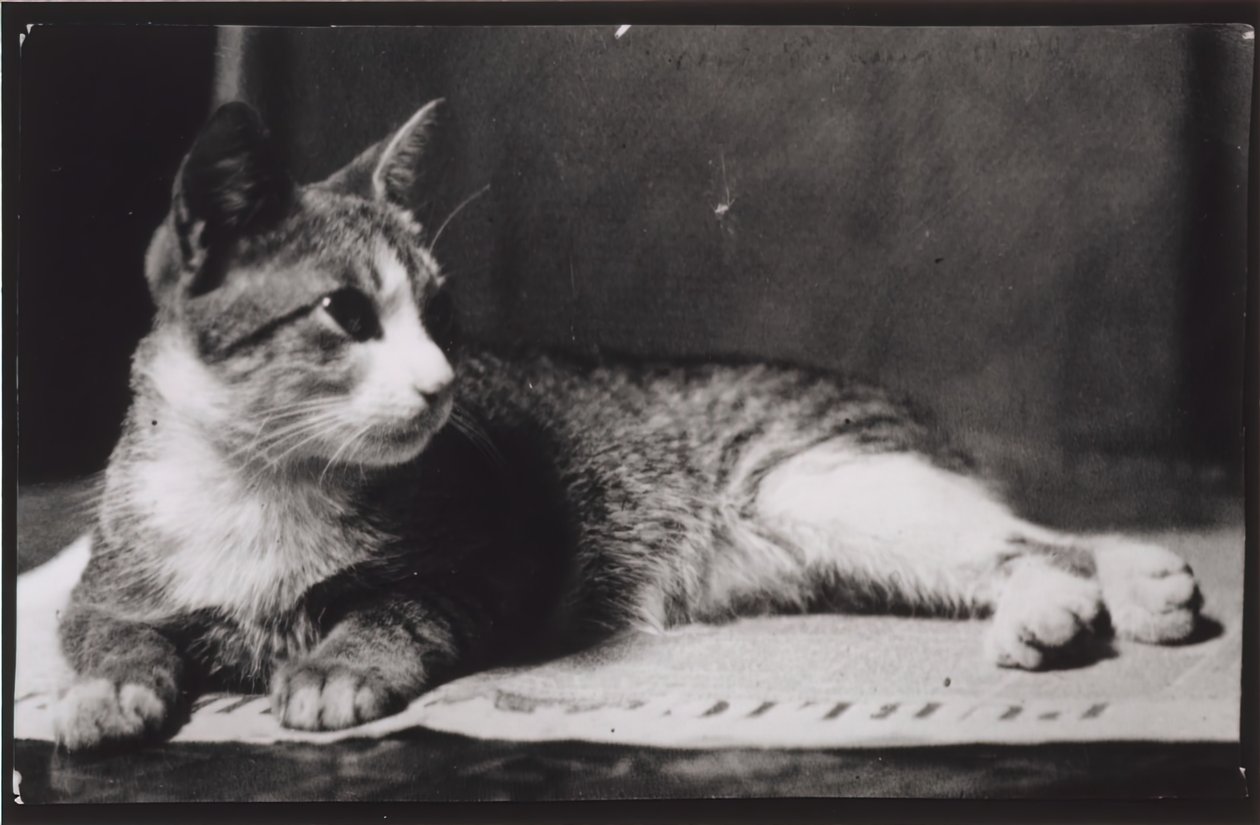 De kat van mevrouw Thomas Eakins, ca. 1880-1890 door Thomas Eakins