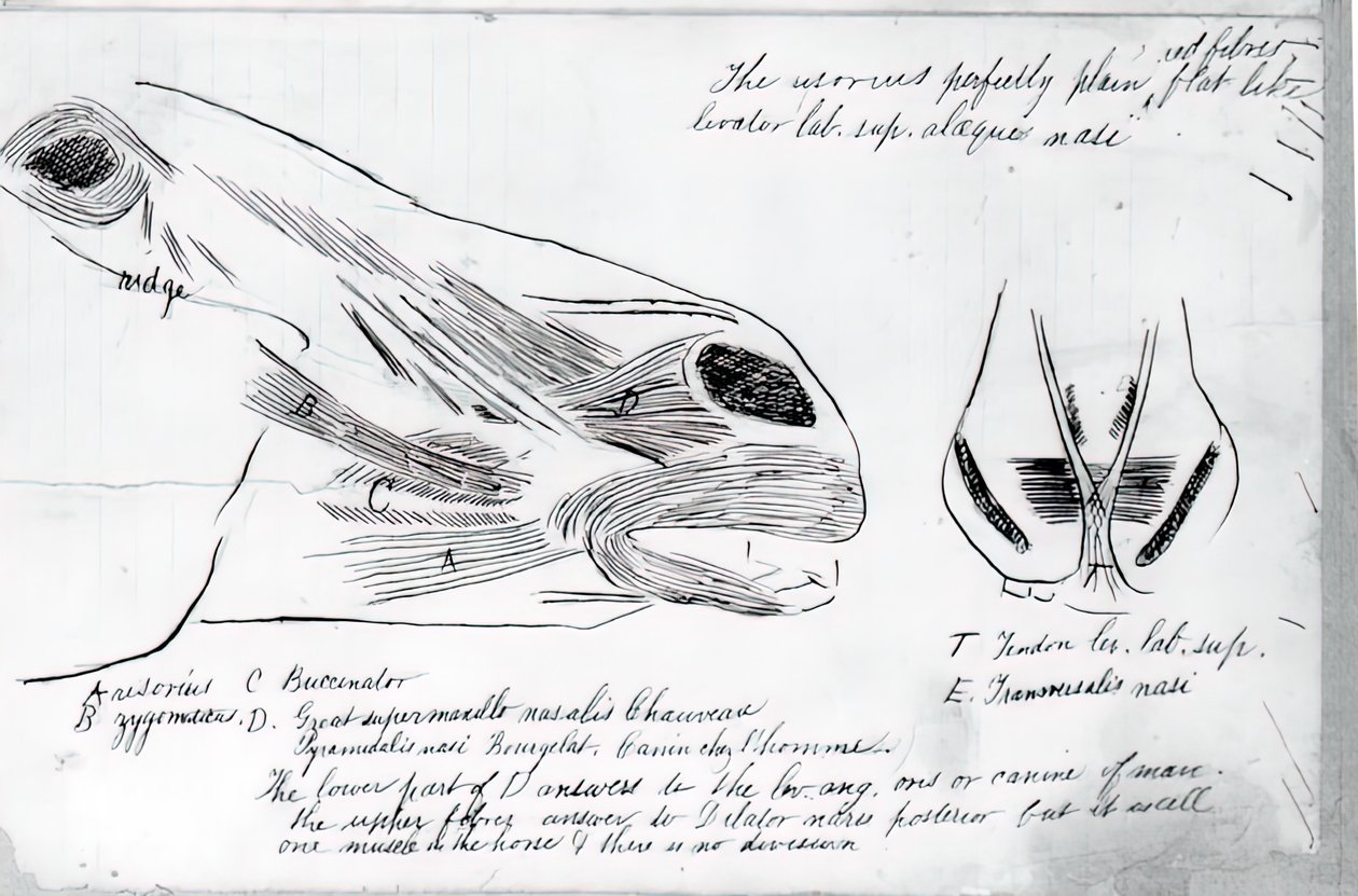 Naamloze anatomische studie van paardenhoofd, 1878 door Thomas Eakins