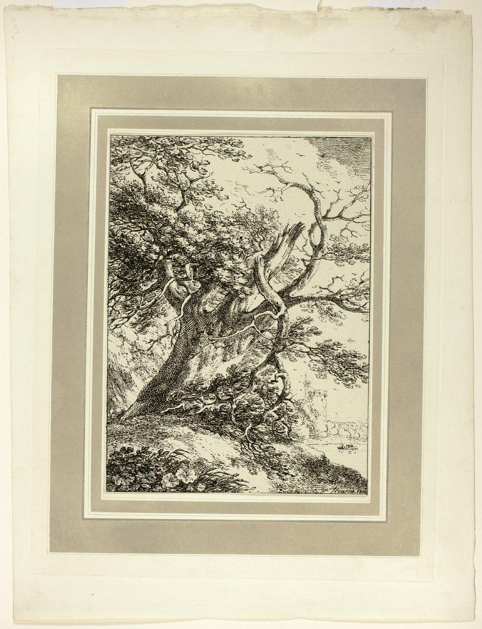 Oude Boom, uit de eerste uitgave van Specimens of Polyautography door Thomas Hearne