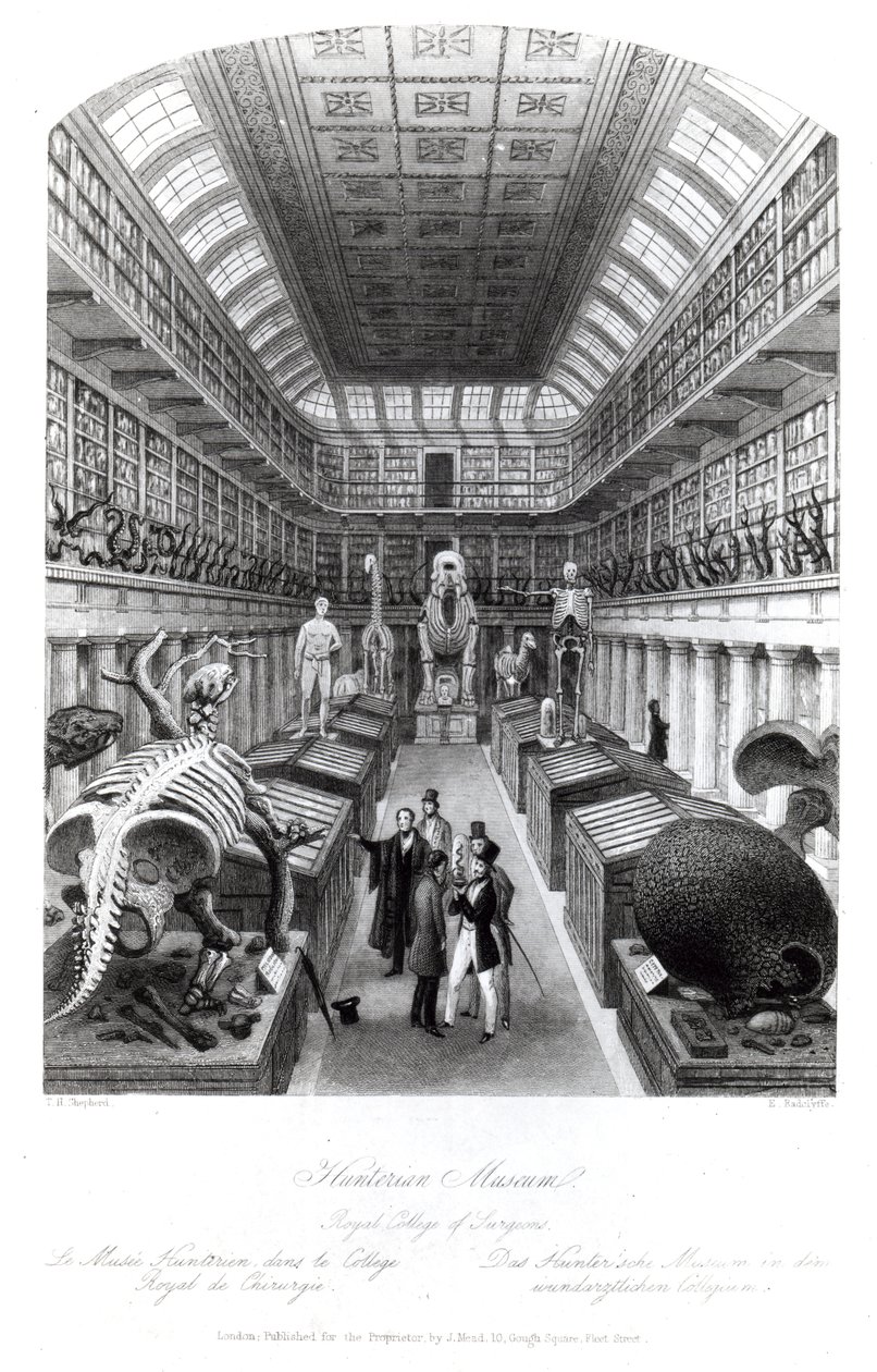 Het Hunterian Museum, illustratie voor 