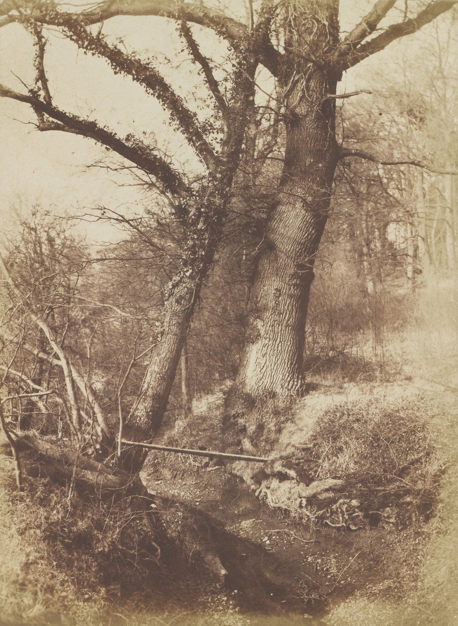 Bomen, 1854-57 door Thomas Keith