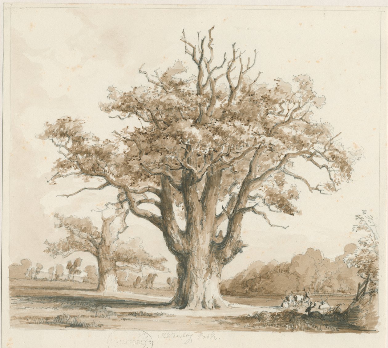 Teddesley Hall - Eikenbomen: potlood en was tekening, nd [nov 1842] door Thomas Peploe Wood