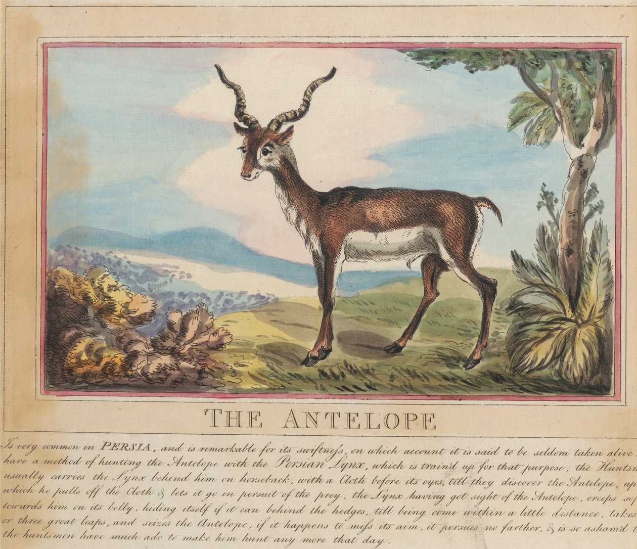 Set van acht met titelpagina. ‘Buitenlandse en inheemse dieren.’ 8. De antilope door Thomas Rowlandson