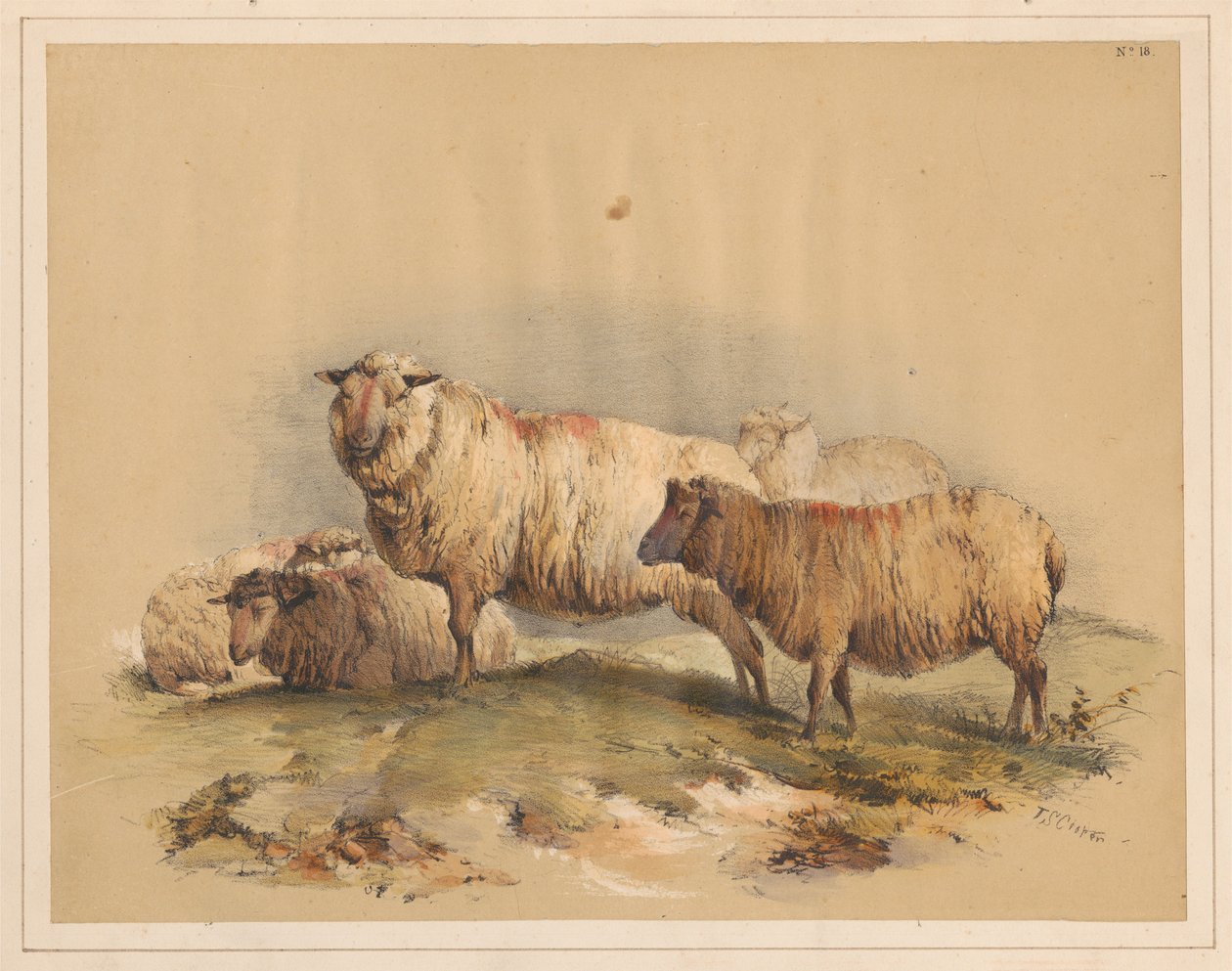 Schapen, nr. 18 door Thomas Sidney Cooper
