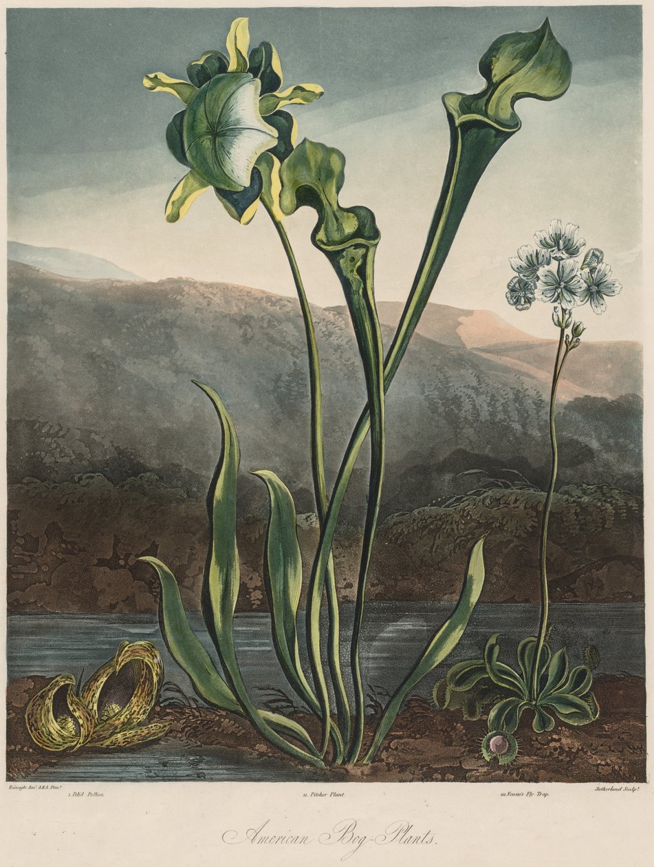 De tempel van de Flora: Amerikaanse moerasplanten door Thomas Sutherland
