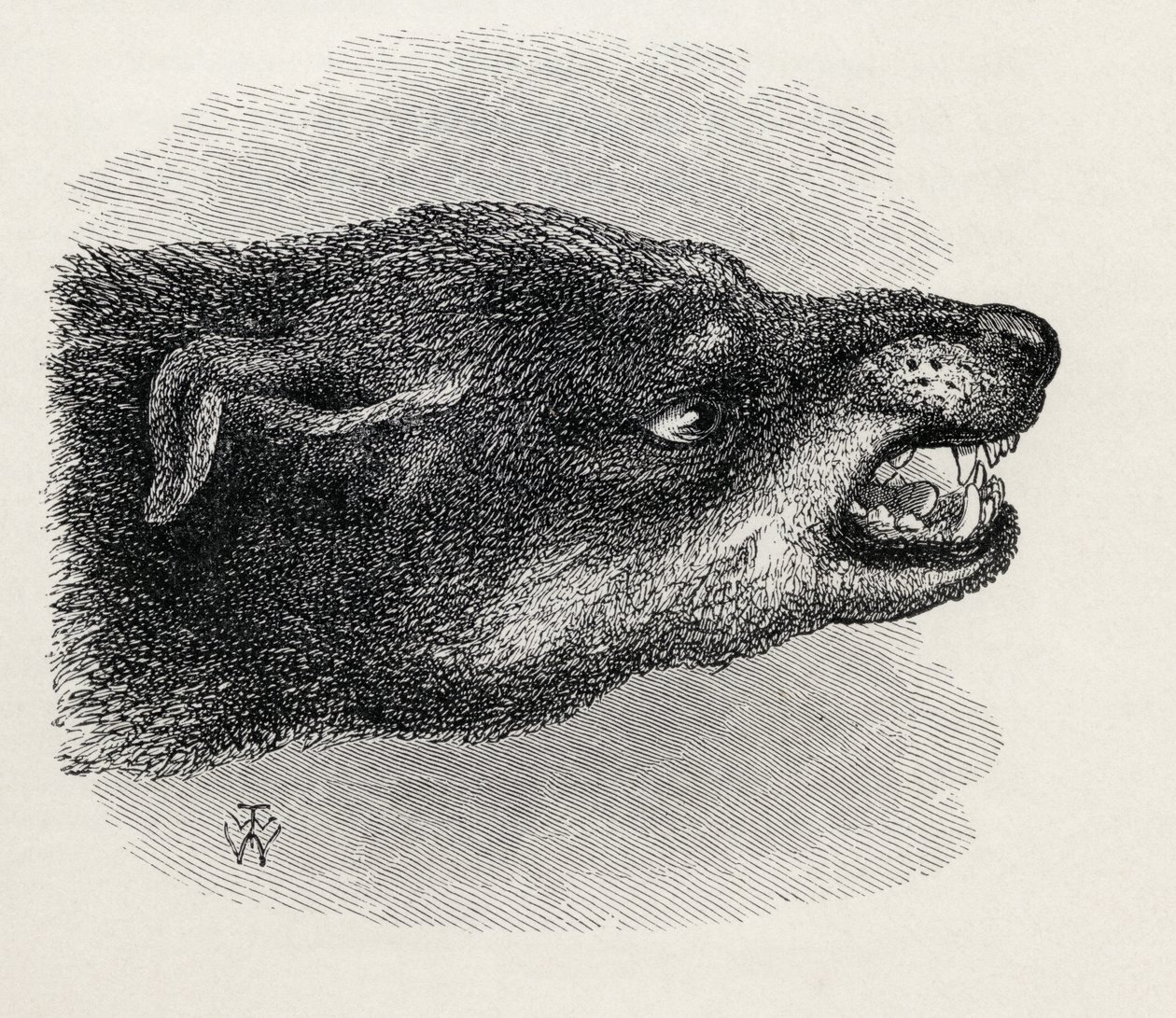 Kop van grommende hond, uit Charles Darwin