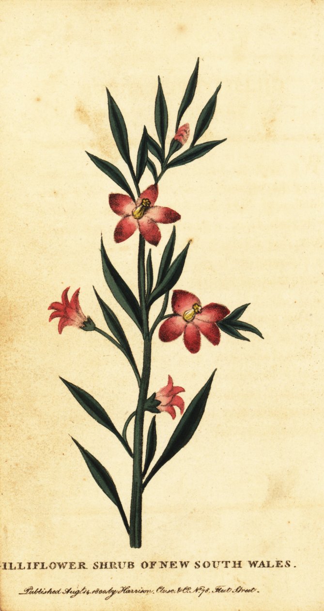 Gillyflower struik van Nieuw-Zuid-Wales, 1800 (gravure) door Thomas Watling