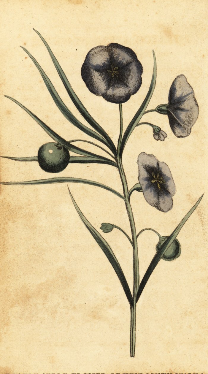Aardappelappelbloem van Nieuw-Zuid-Wales, Australië door Thomas Watling