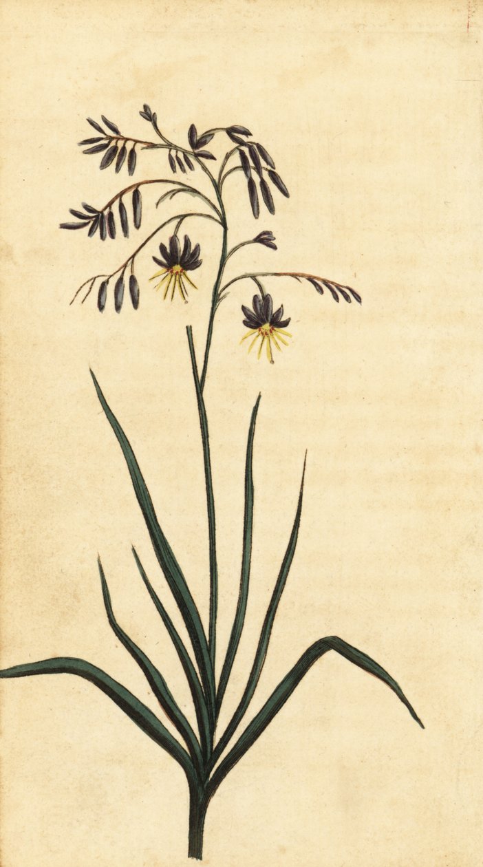 Rotsbloem van New South Wales, Australië door Thomas Watling
