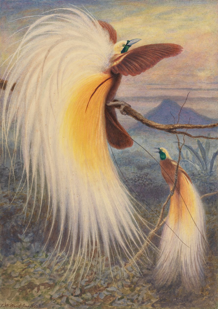 Paradijsvogels door Thomas William Wood
