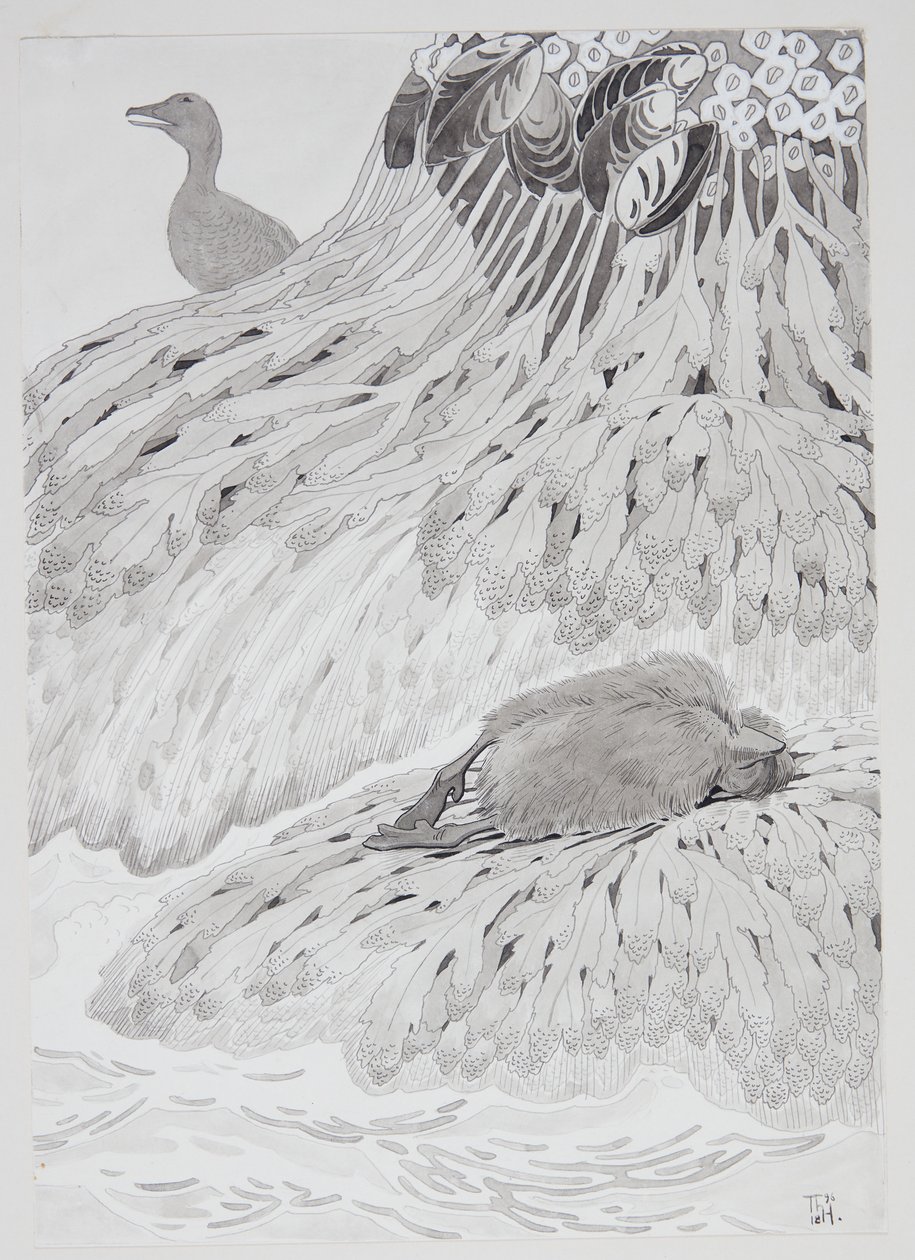 Een eidereend en een dode vogel aan de oever door Thorolf Holmboe