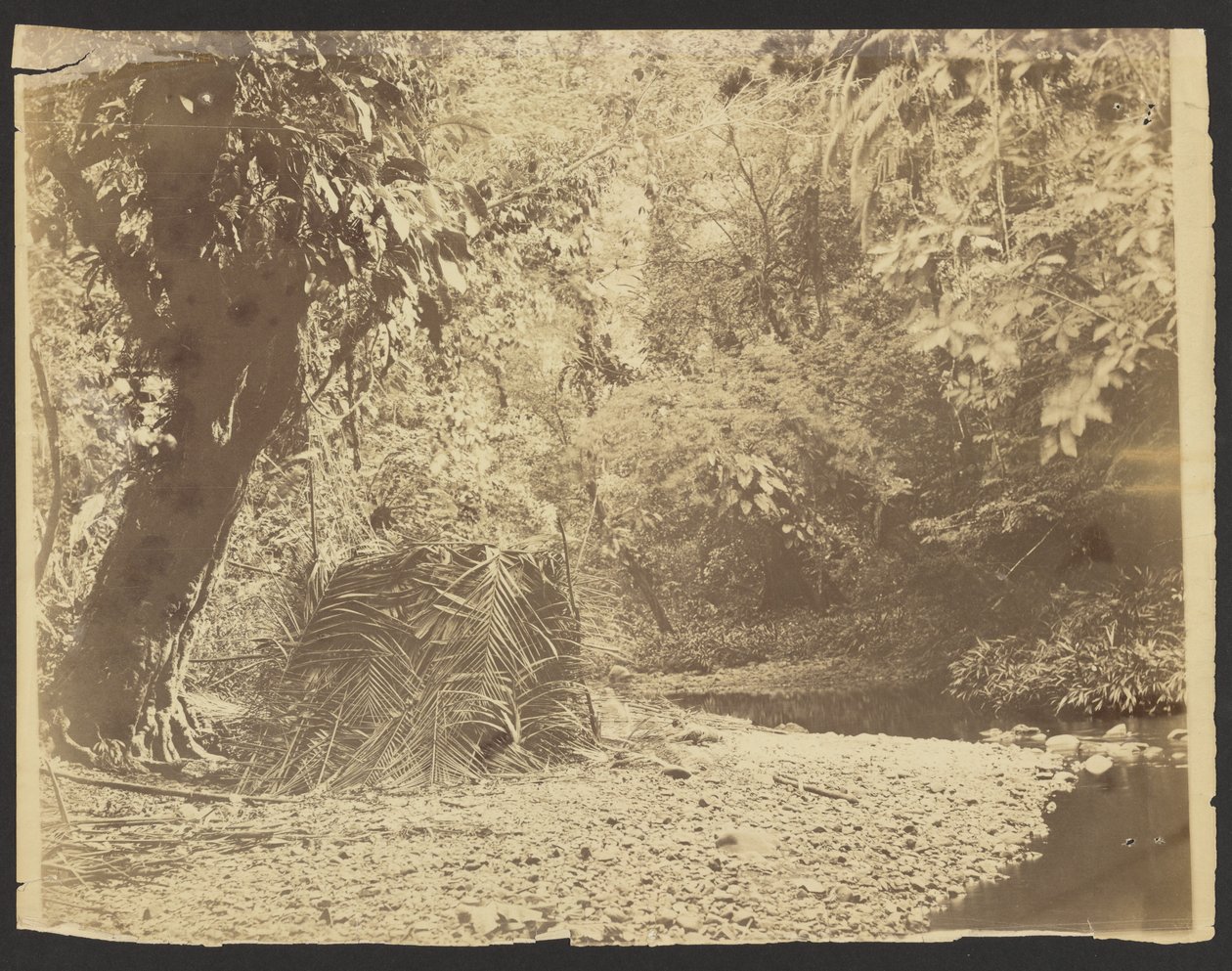 [Jungle Scène: Uitzicht op rieten hut van palmbladeren, Isthmus van Darién (Panama)]. door Timothy H. OSullivan