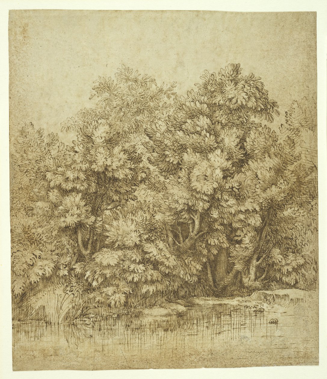 Bomen bij een waterplas, c.1530 door Tiziano Vecelli