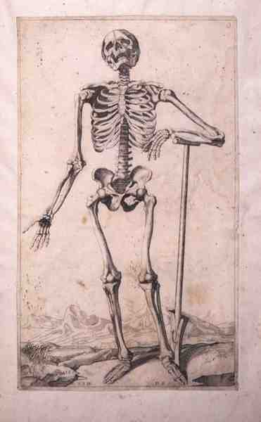 Anatomische studie, door Domenico Maria Bonavera door Titian (c.1488 1576) (after)