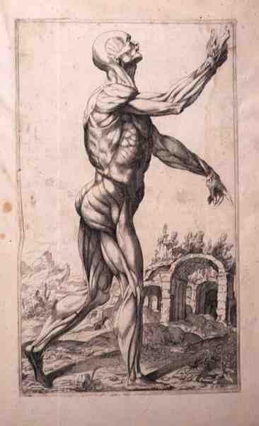 Anatomische studie, door Domenico Maria Bonavera door Titian (c.1488 1576) (after)