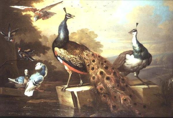 Pauw en pauwhen in een landschap door Tobias Stranover