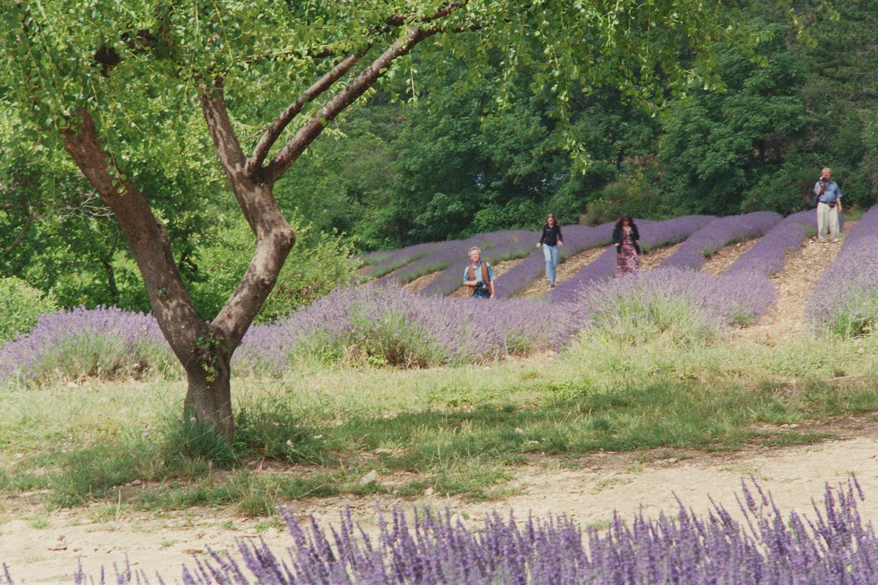 Boom in lavendelveld, op het terrein van Abbaye Senanque, Provence, Frankrijk door Trevor Neal