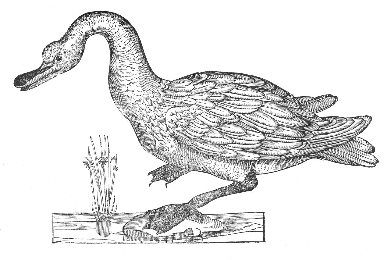 Ornithologiae hoc est de avibus historiae libri XII door Ulisse Aldrovandi