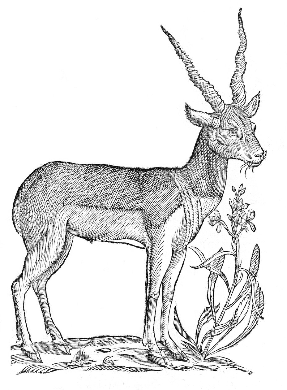 Viervoeter omnium bisulcorum historia door Ulisse Aldrovandi