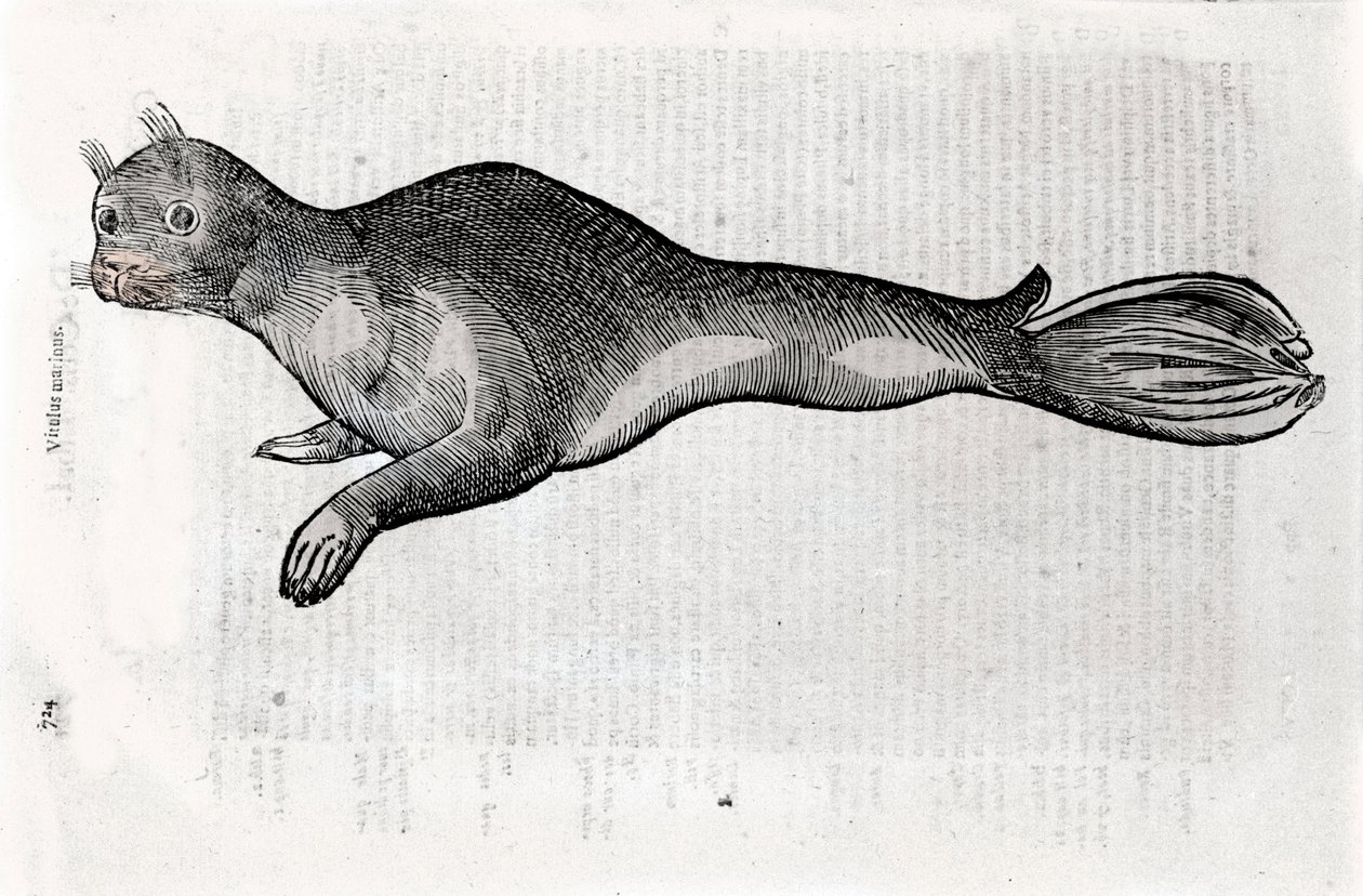 Voorstelling van een zeehond Plaat geïllustreerd uit een manuscript van Natuurlijke Historie door Ulisse Aldrovandi (1522-1605), Ulisse Aldrovandi fonds, Universiteitsbibliotheek van Bologna, ed. 1603. door Ulisse Aldrovandi