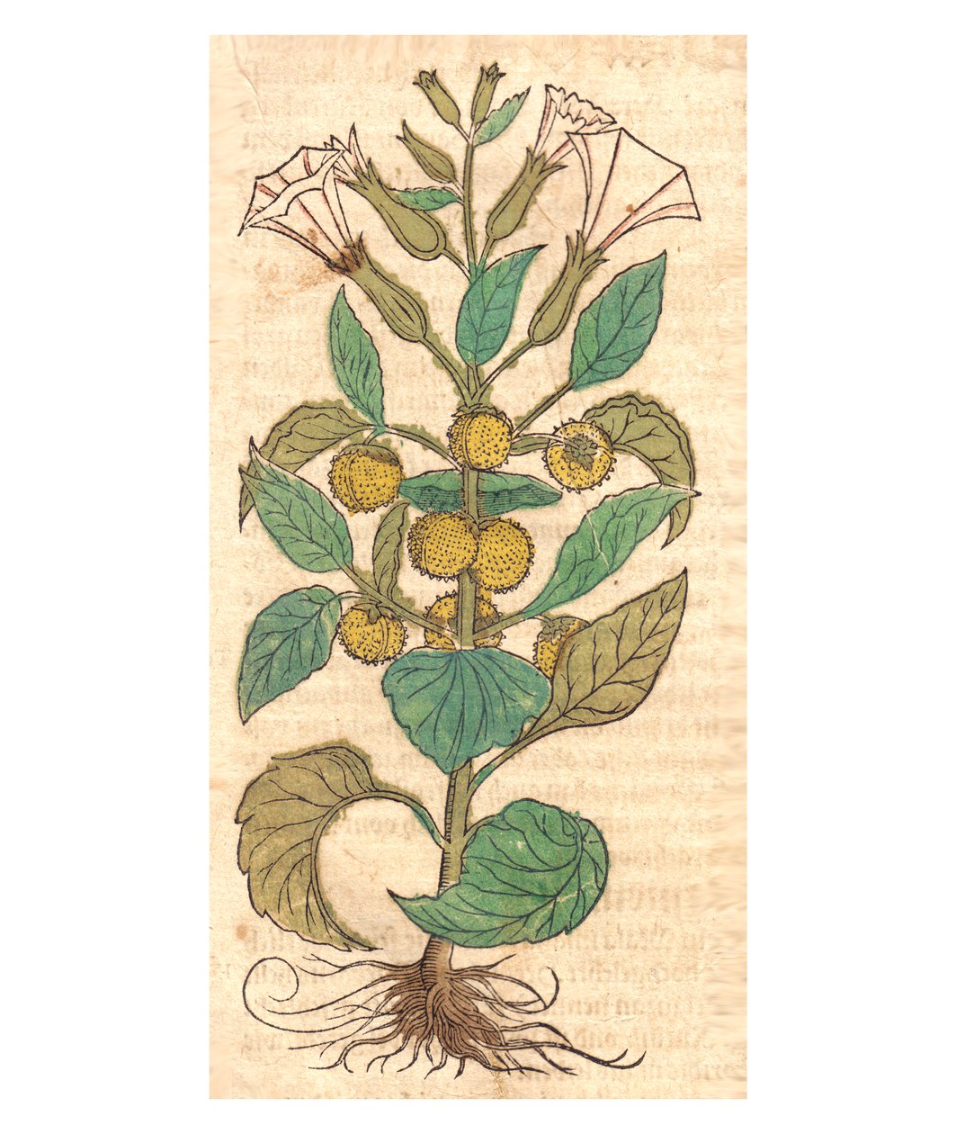 Afbeelding van Datura metel door Unbekannt Unbekannt