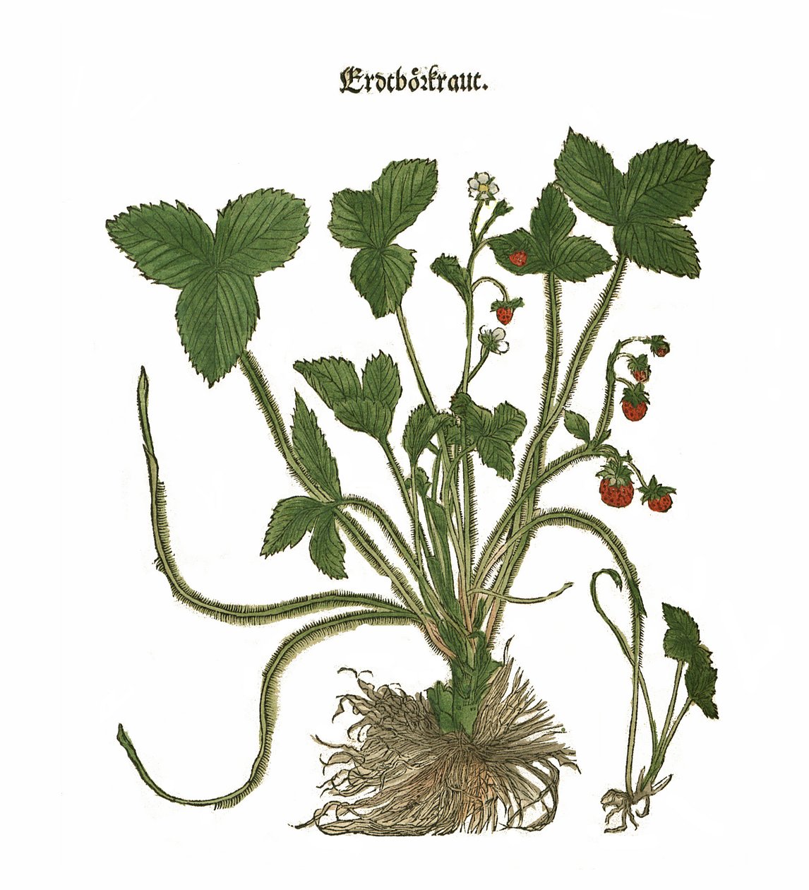 Aardbeienillustratie door Unbekannt Unbekannt