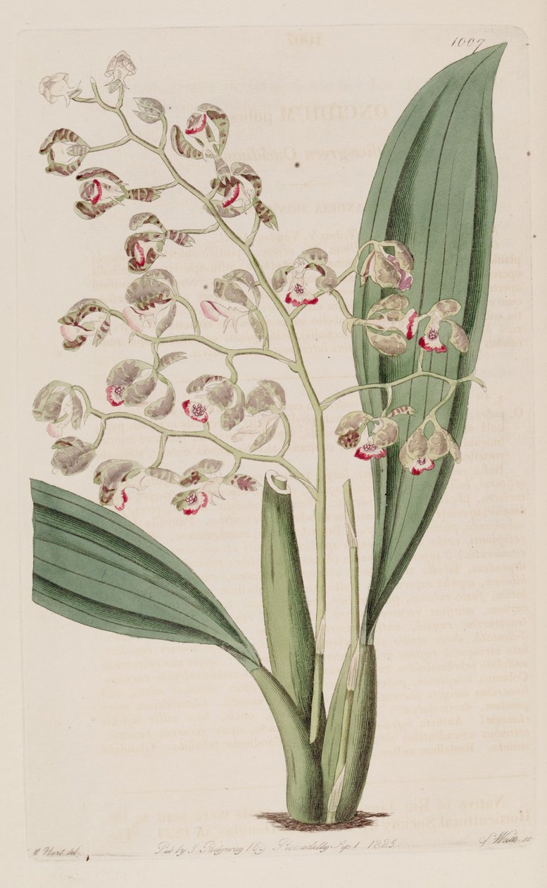 Illustratie van Oncidium pubes door Unbekannt Unbekannt